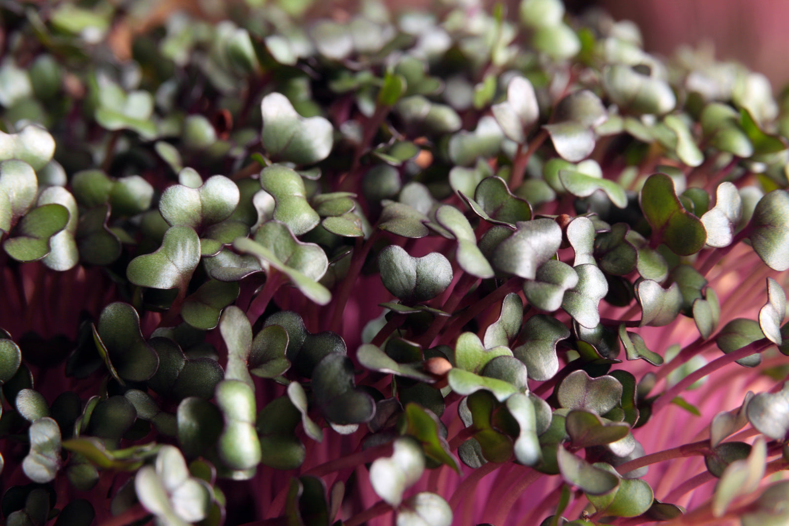 Red Cabbage Micros