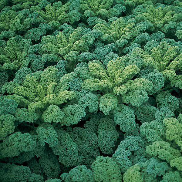 Aquaponic Green Kale